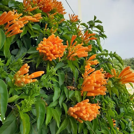 Casa-albatros 폰타도솔