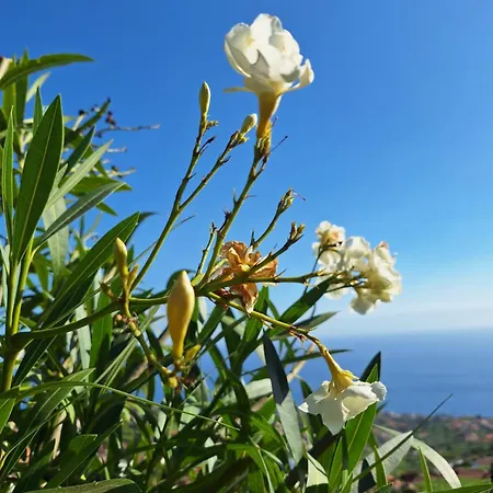 Casa-albatros