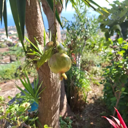 Casa-albatros 펜션 폰타도솔