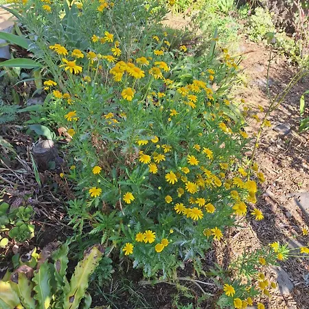 Casa-albatros 別荘 ポンタ・ド・ソル