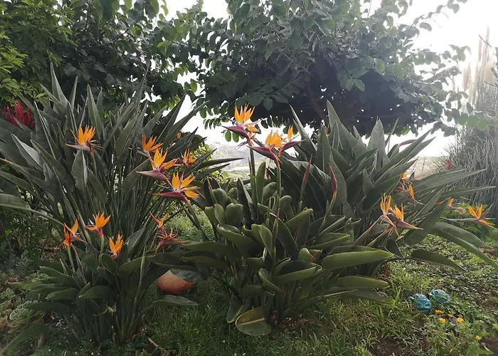 Casa-albatros * Ponta do Sol (Madeira)