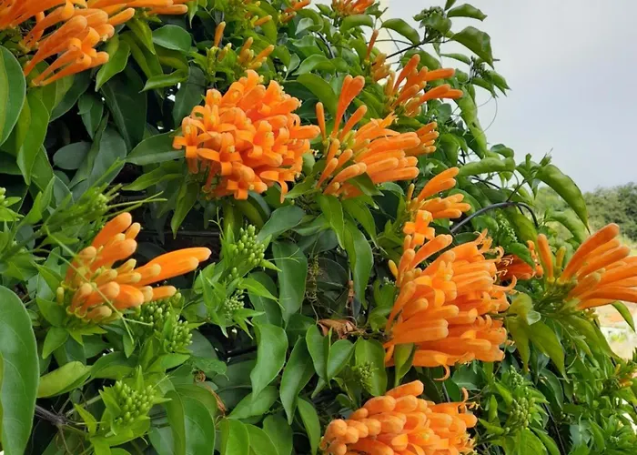 Casa-albatros Ponta do Sol (Madeira)