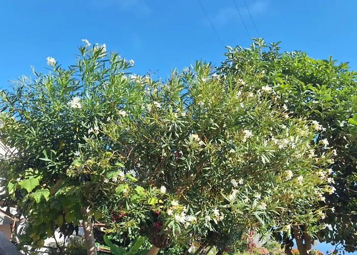 Casa-albatros Tatil Evi Ponta do Sol (Madeira)