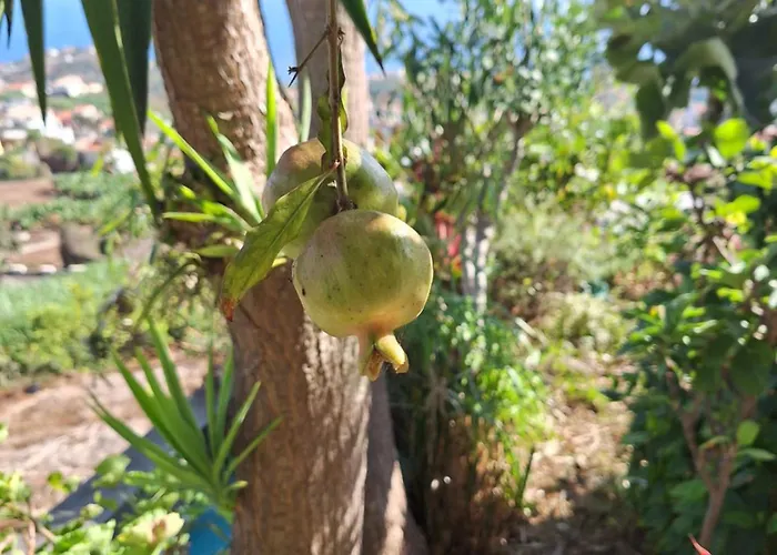 Casa-albatros Сasa de vacaciones Ponta do Sol (Madeira)