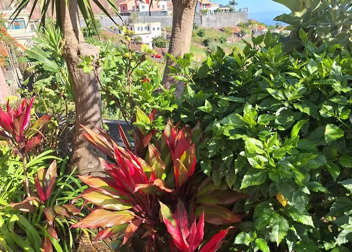 Casa-albatros * Ponta do Sol (Madeira)