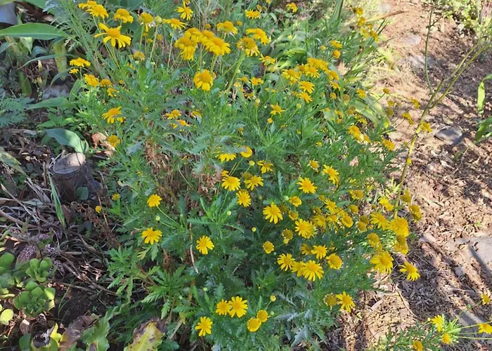 Casa-albatros Сasa de vacaciones Ponta do Sol (Madeira)